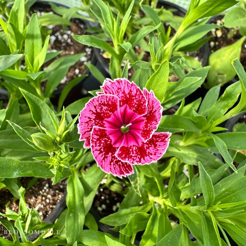 Dianthus Ideal Select Raspberry