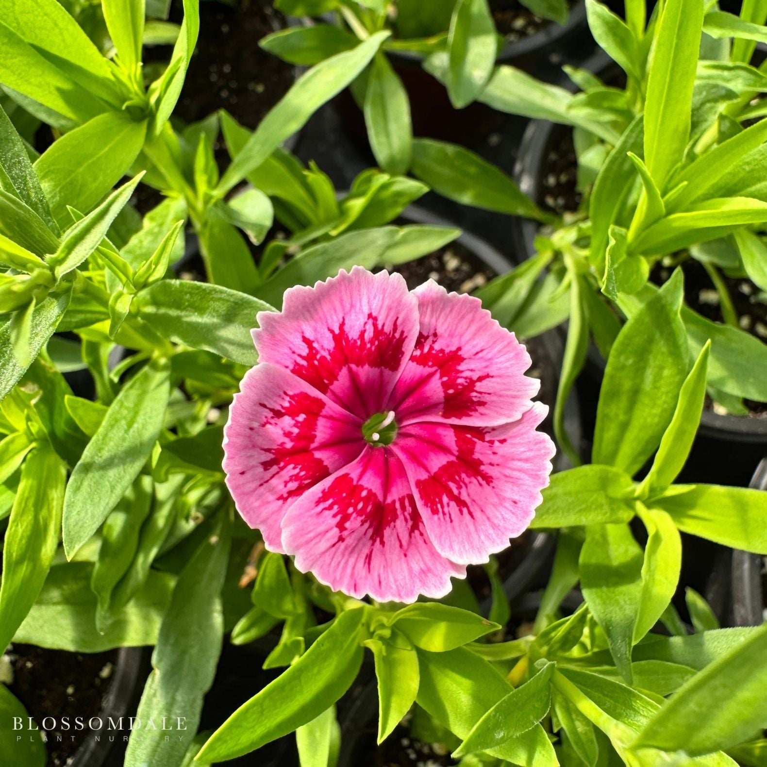Dianthus Ideal Select Raspberry