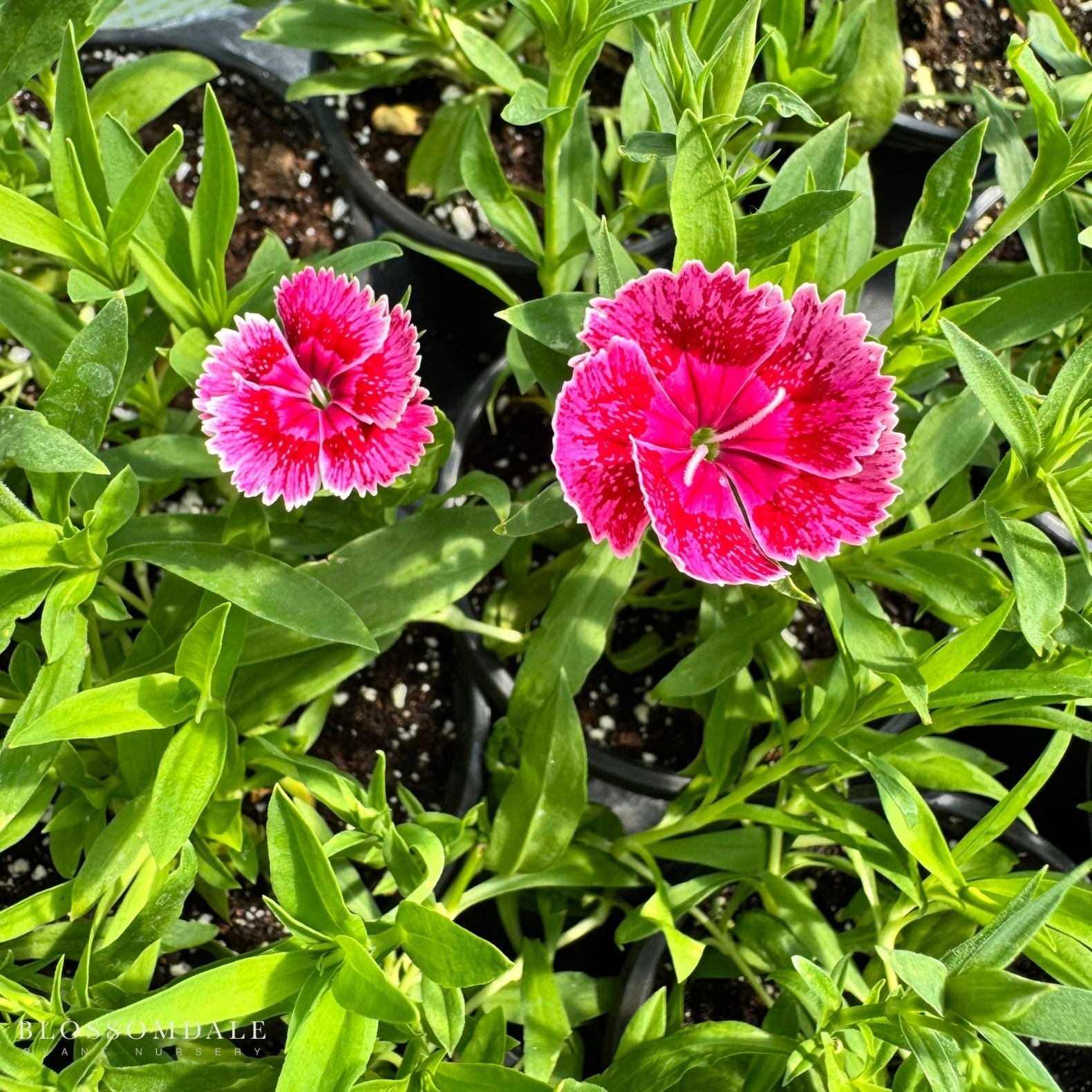 Dianthus Ideal Select Raspberry