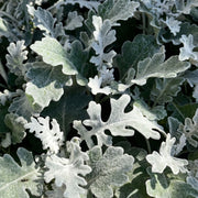 Dusty Miller