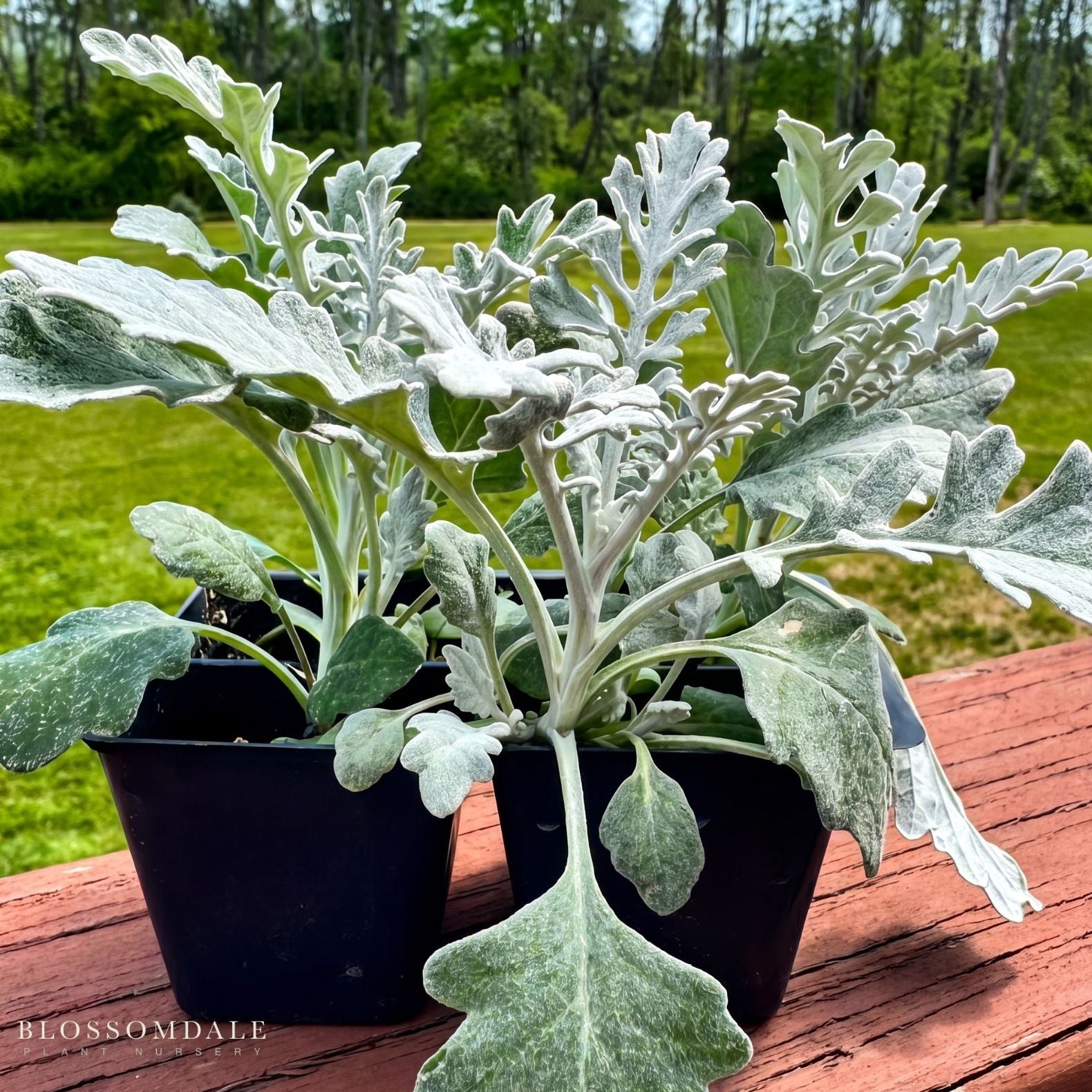 Dusty Miller