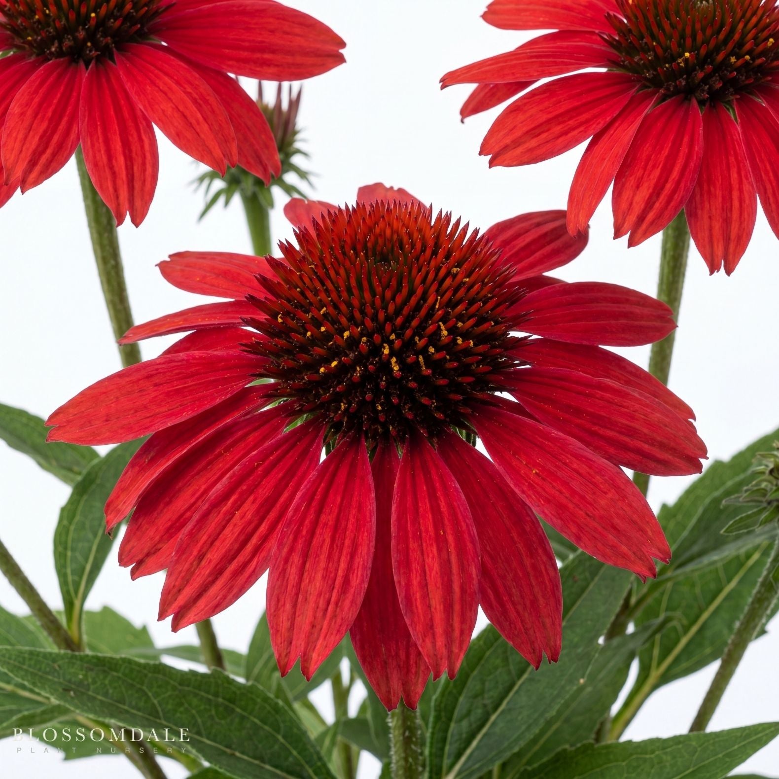 Echinacea 'Panama Red'