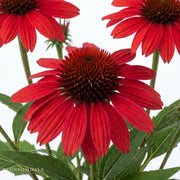 Echinacea 'Panama Red'