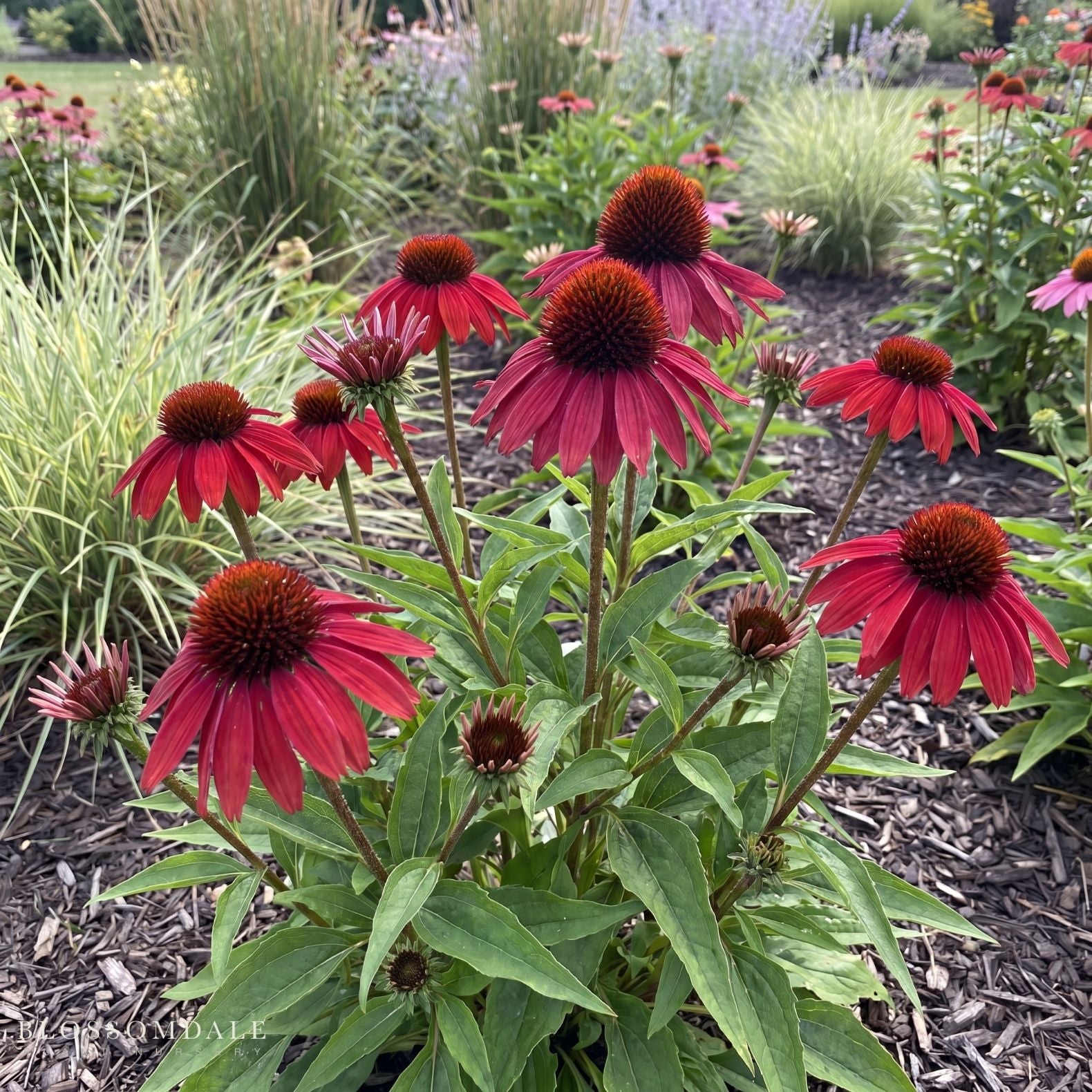 Echinacea 'Panama Red'
