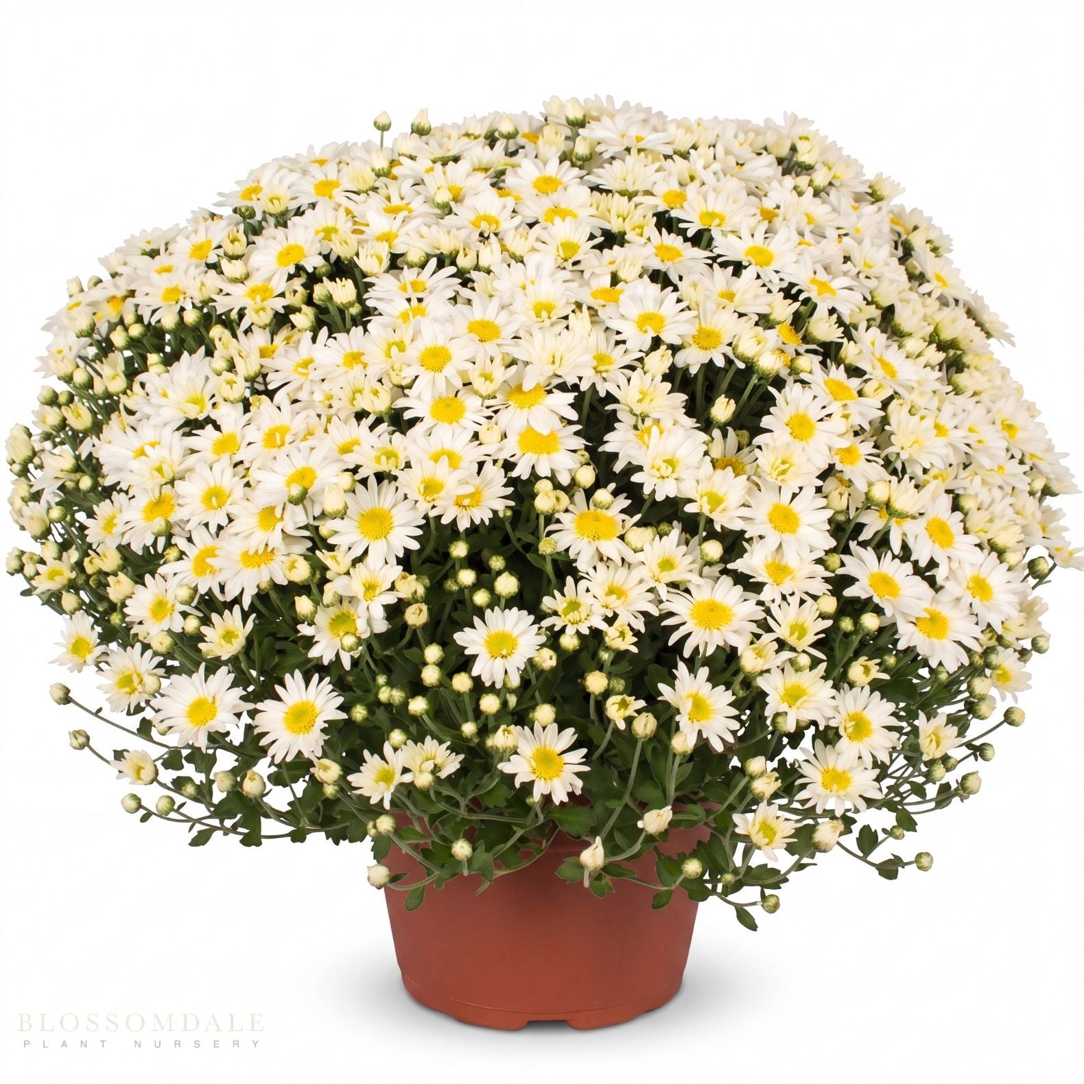 Yoder Mum