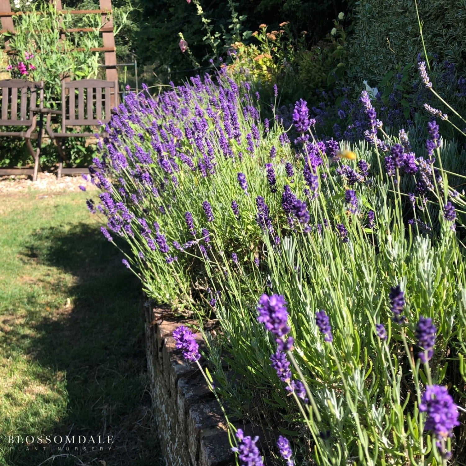 English Lavender 'Hidcote Blue'