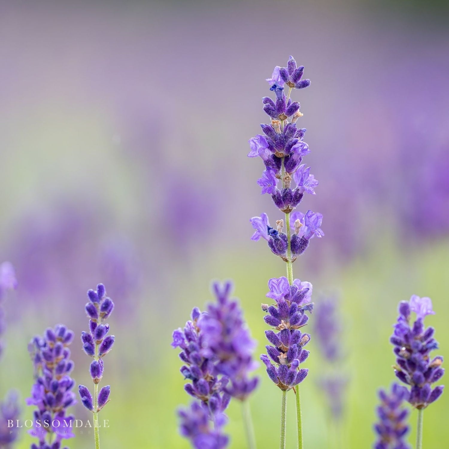 English Lavender 'Hidcote Blue'