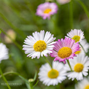 Erigeron Karvinskianus Fleabane ‘Santa Barbara/Mexican Daisy'