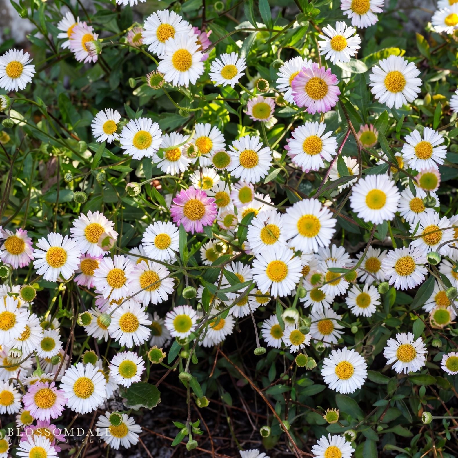 Erigeron Karvinskianus Fleabane ‘Santa Barbara/Mexican Daisy'