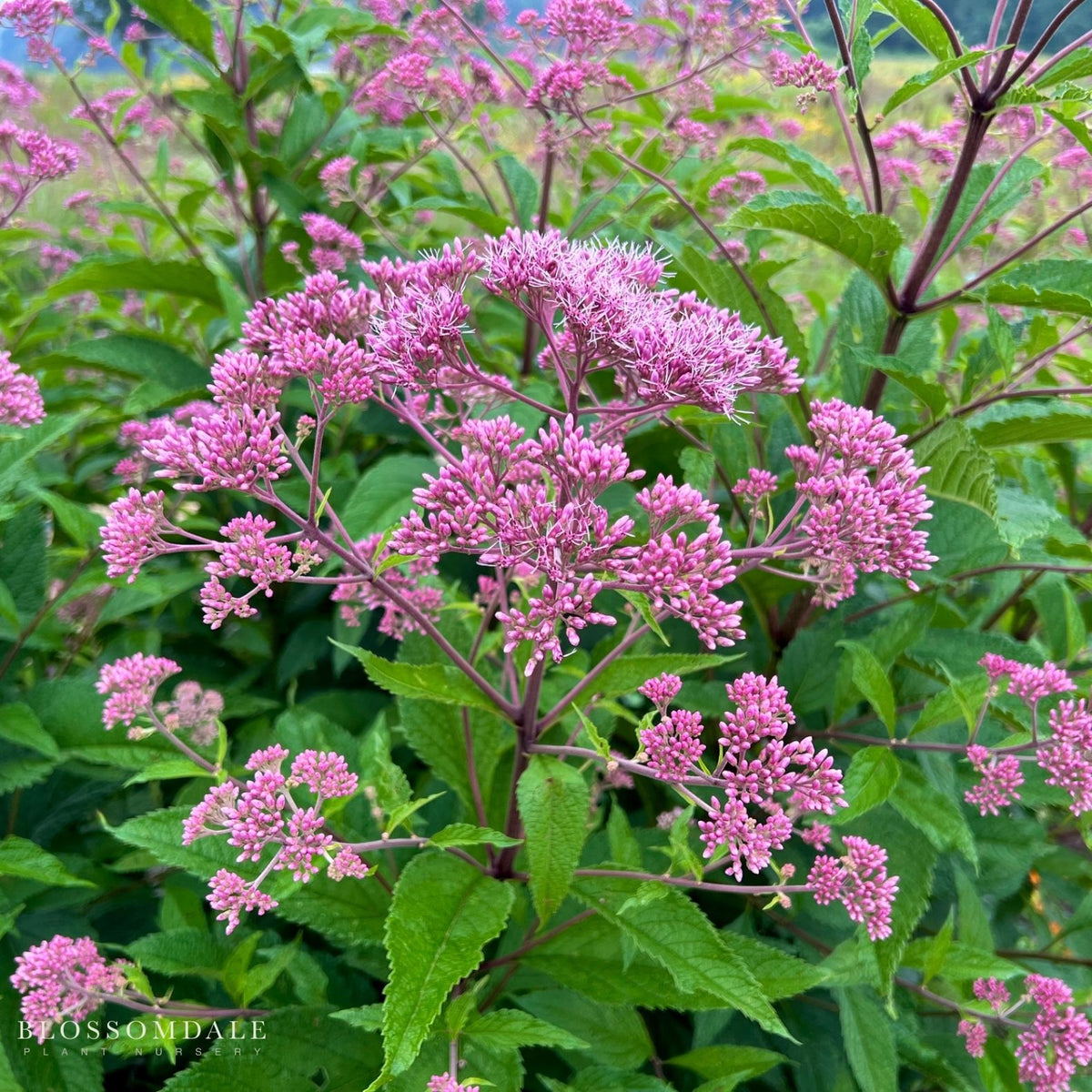 Eupatorium 'Baby Joe'