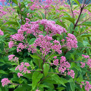 Eupatorium 'Baby Joe'