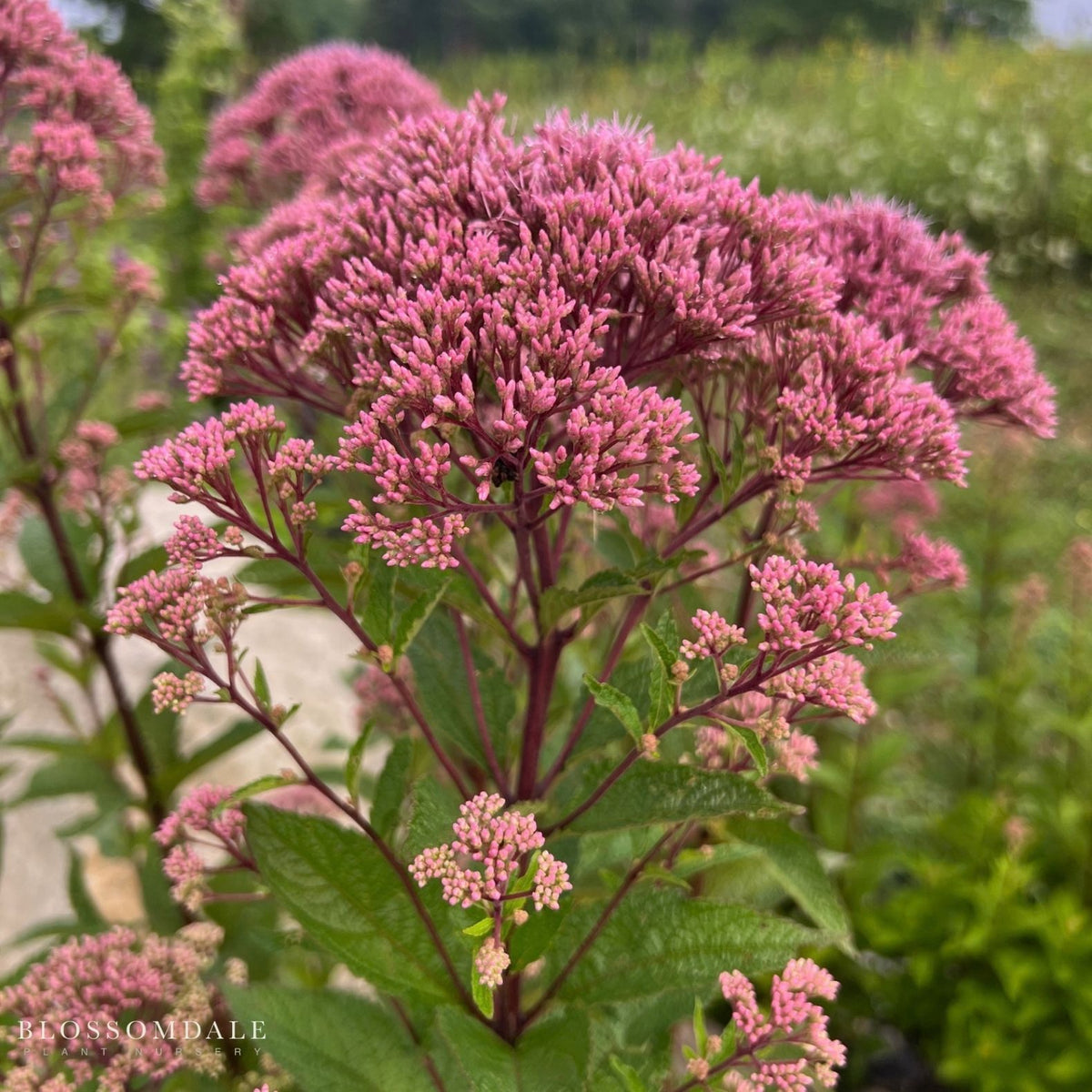 Eupatorium 'Baby Joe'