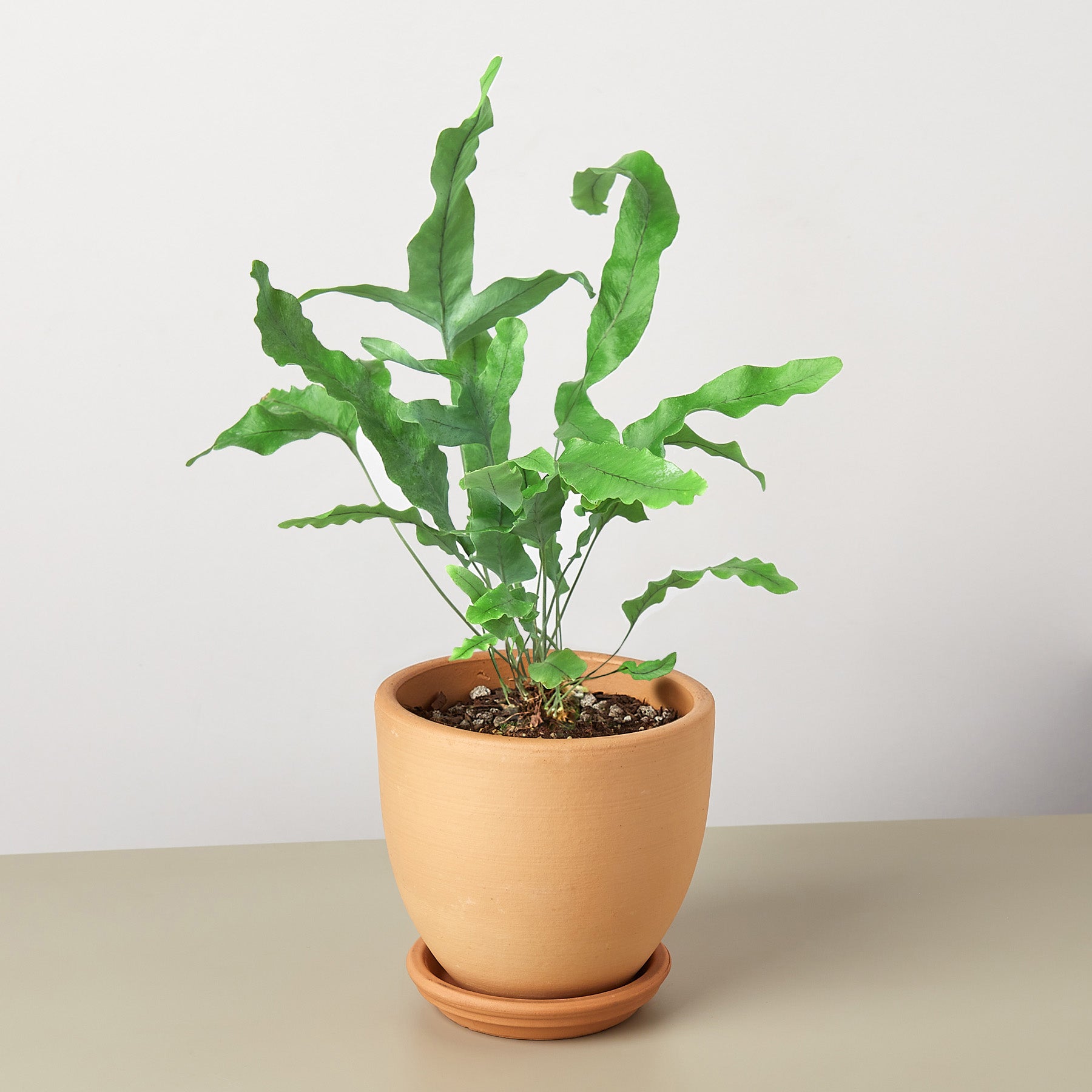 Fern 'Blue Star' - Blossomdale