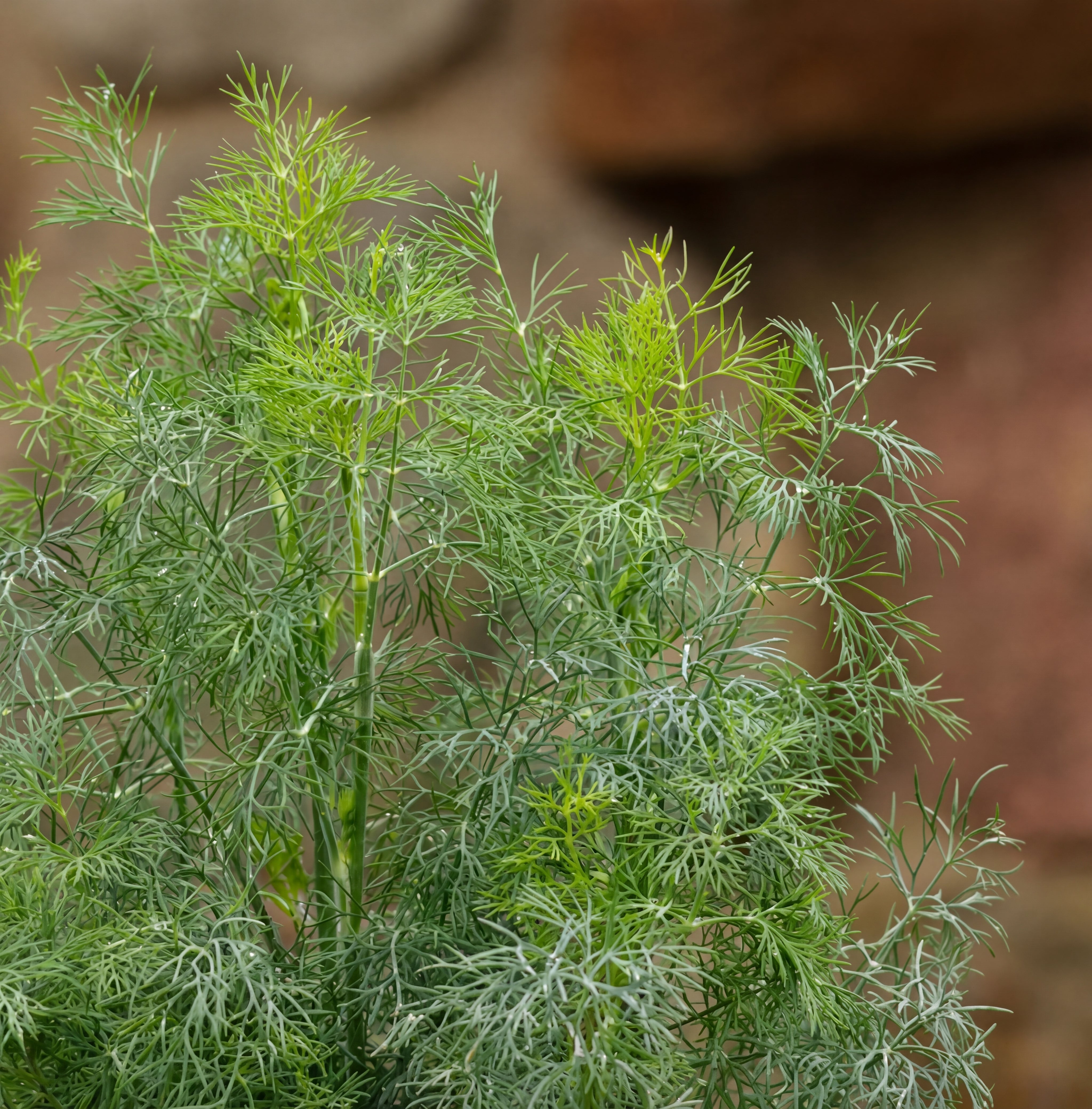 Fernleaf Dill Seeds