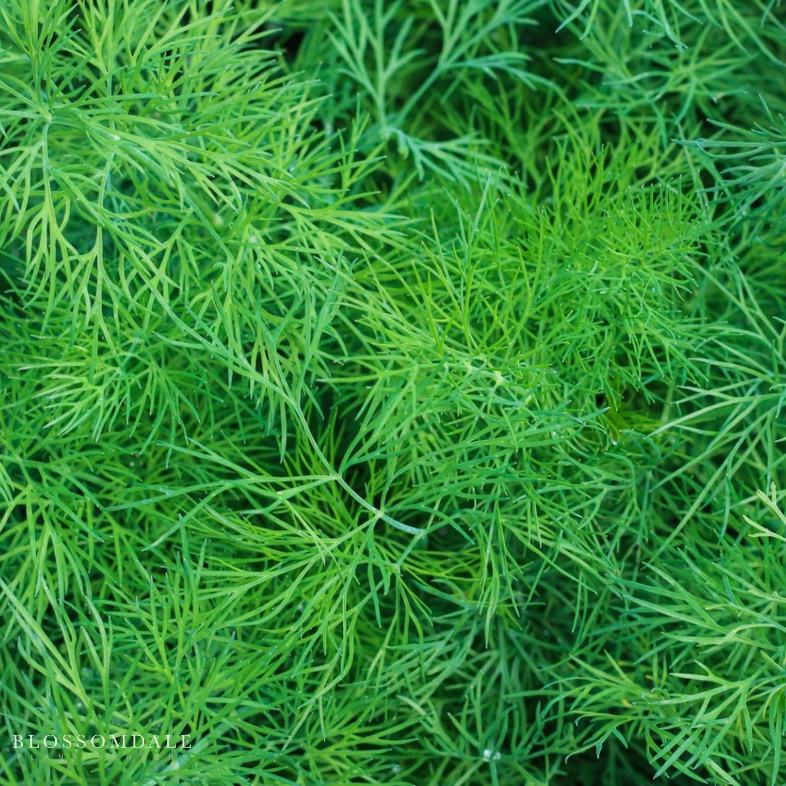 Fernleaf Dill Seeds