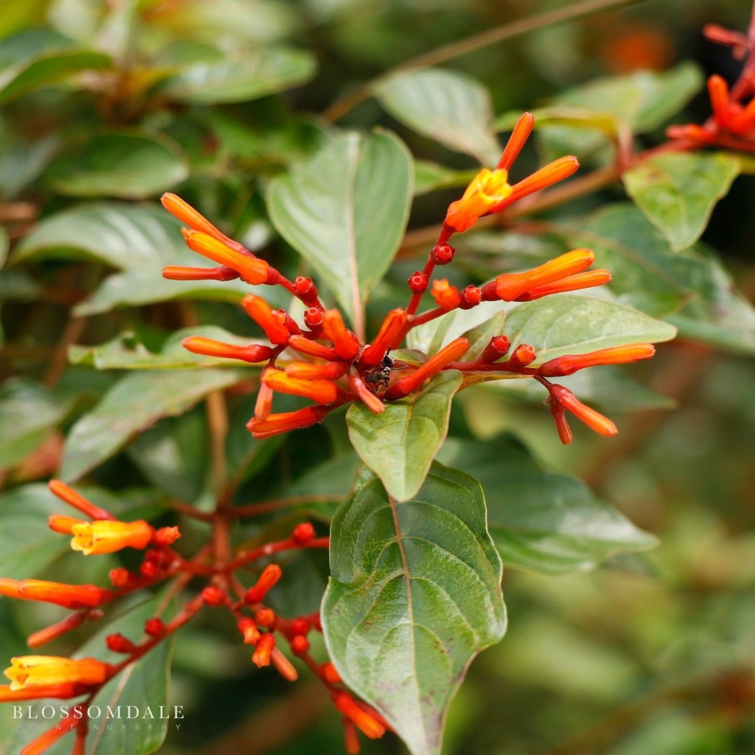Hamelia patens ‘Firebush Red’, also known as the Hummingbird Bush, is a flowering ornamental shrub with lush green foliage and vibrant red blooms. This drought-tolerant plant is perfect for pollinator gardens and thrives beautifully in patio containers and warm climates.