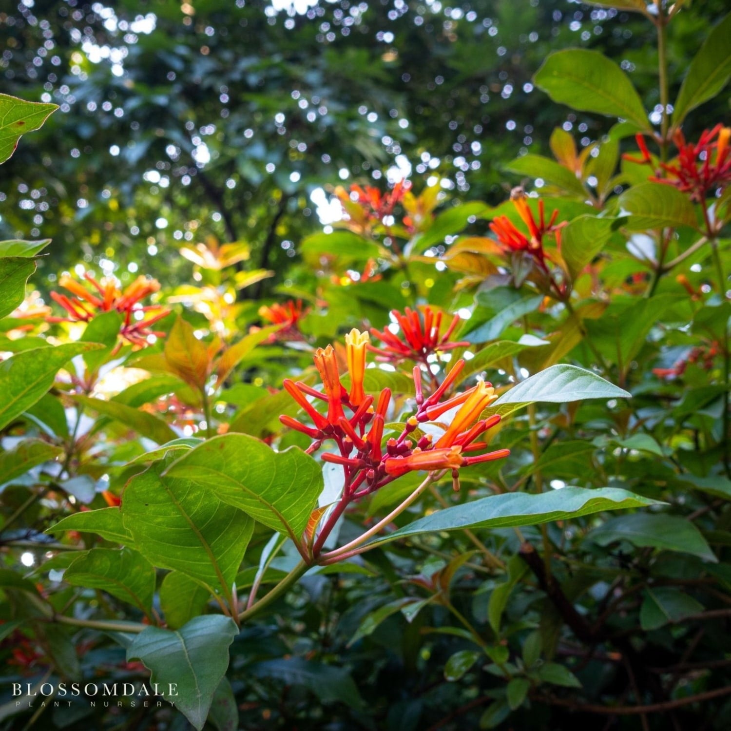 The Tropical Firebush Red, also known as the Mexican Firecracker shrub, is a fast-growing ornamental plant featuring continuous red-orange blooms. This easy-care, heat-tolerant shrub attracts bees, butterflies, and hummingbirds, making it an excellent choice for pollinator-friendly landscapes and tropical gardens.