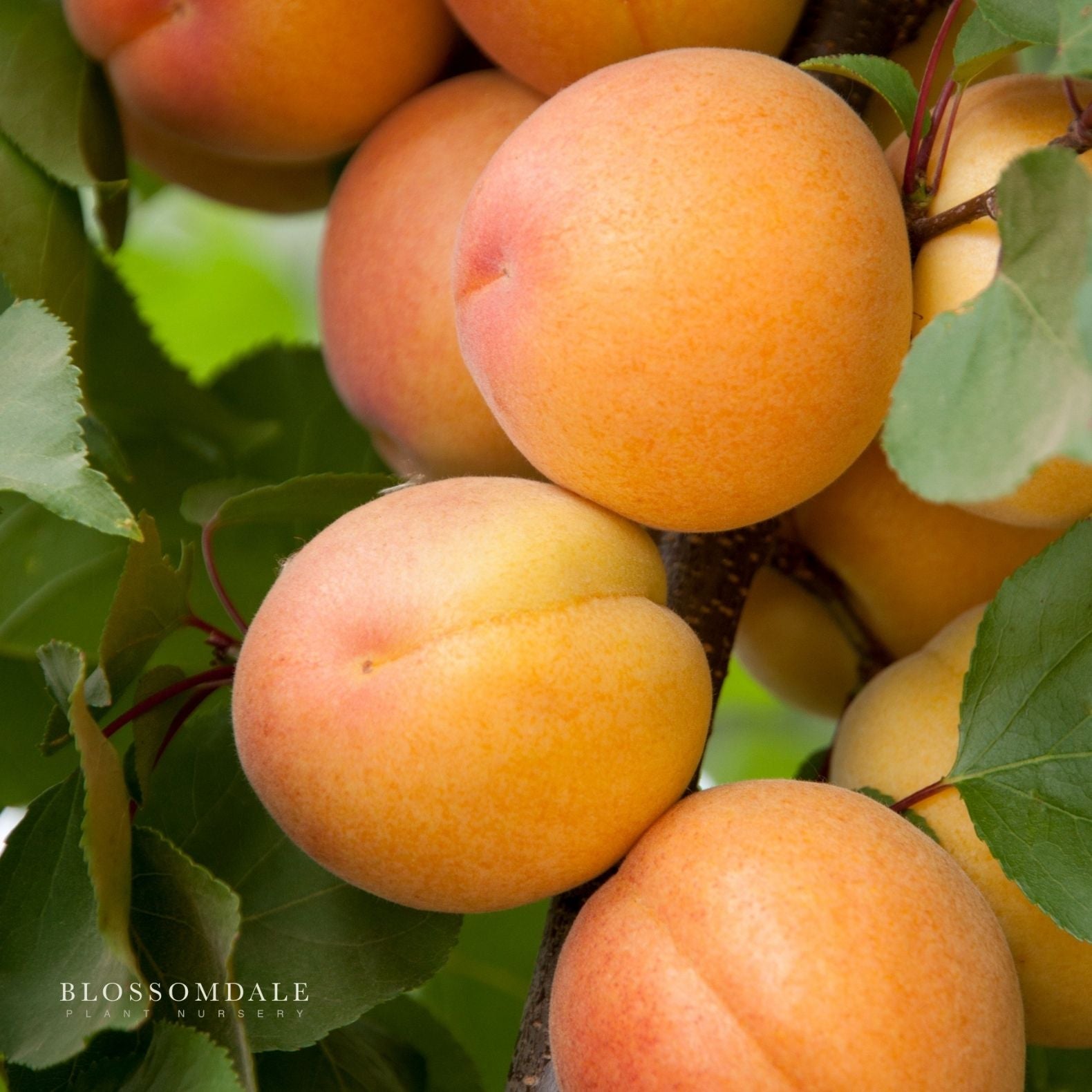 Semi Dwarf 4-in-1 Apricot Tree (Tomcot, Katy, Blenheim, Flavor Delight or Royal Rosa)