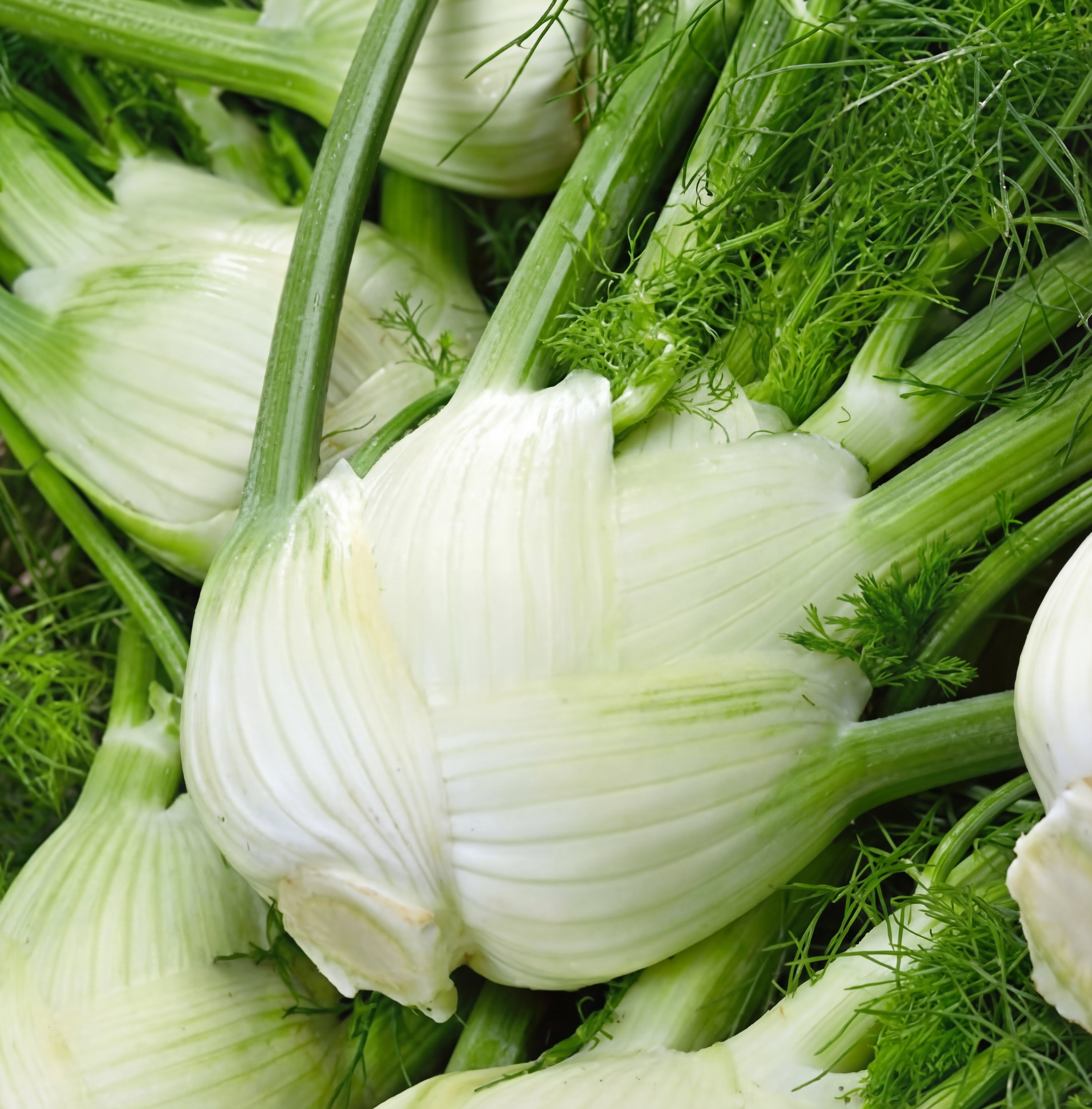 Florence Fennel Seeds