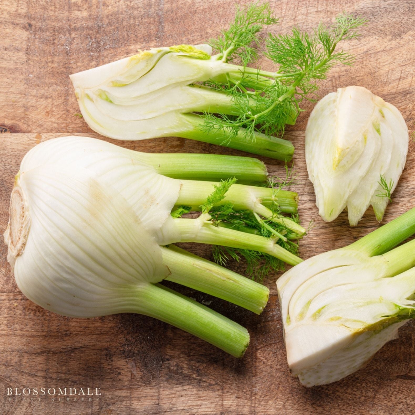 Florence Fennel Seeds