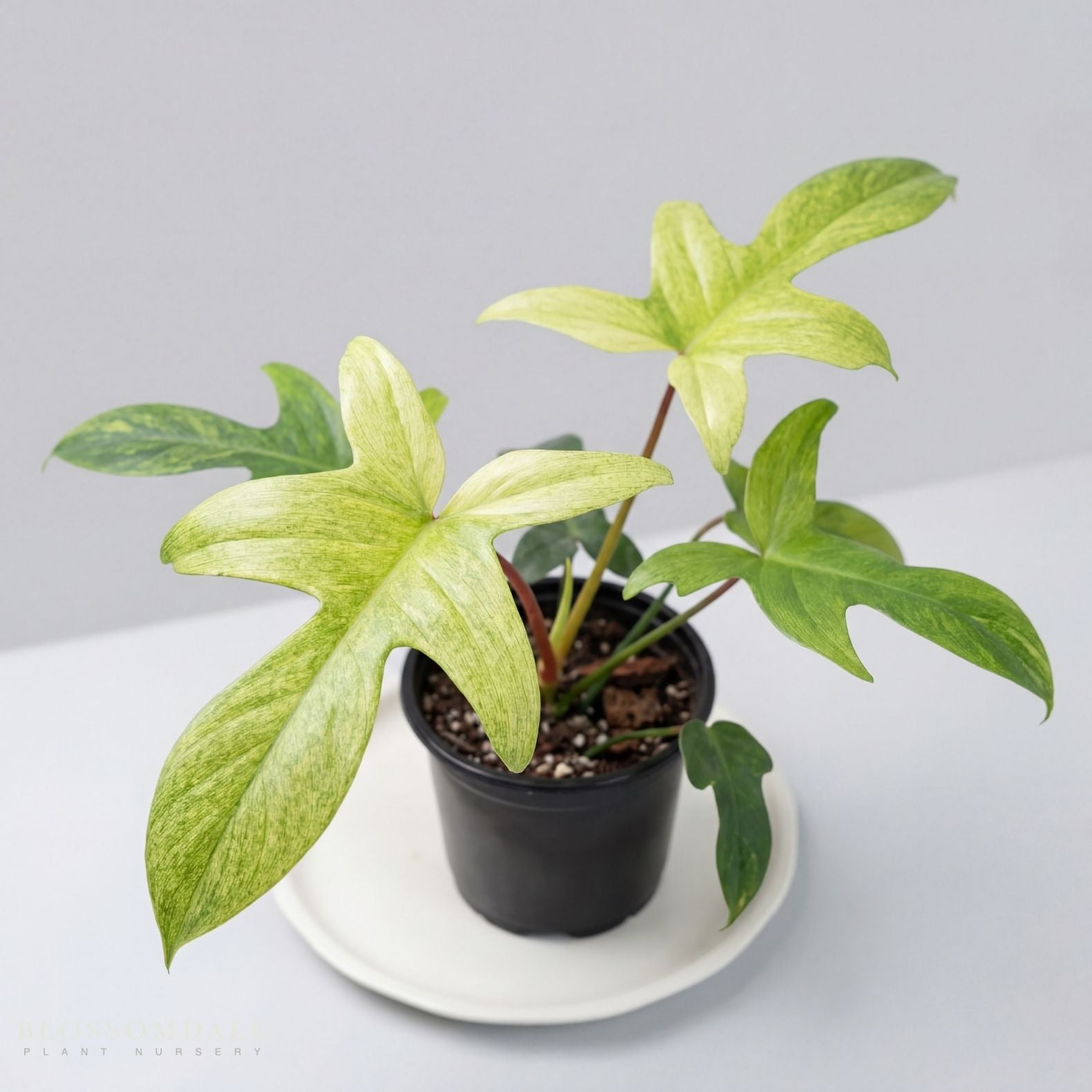 Florida Ghost Philodendron