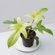 Florida Ghost Philodendron