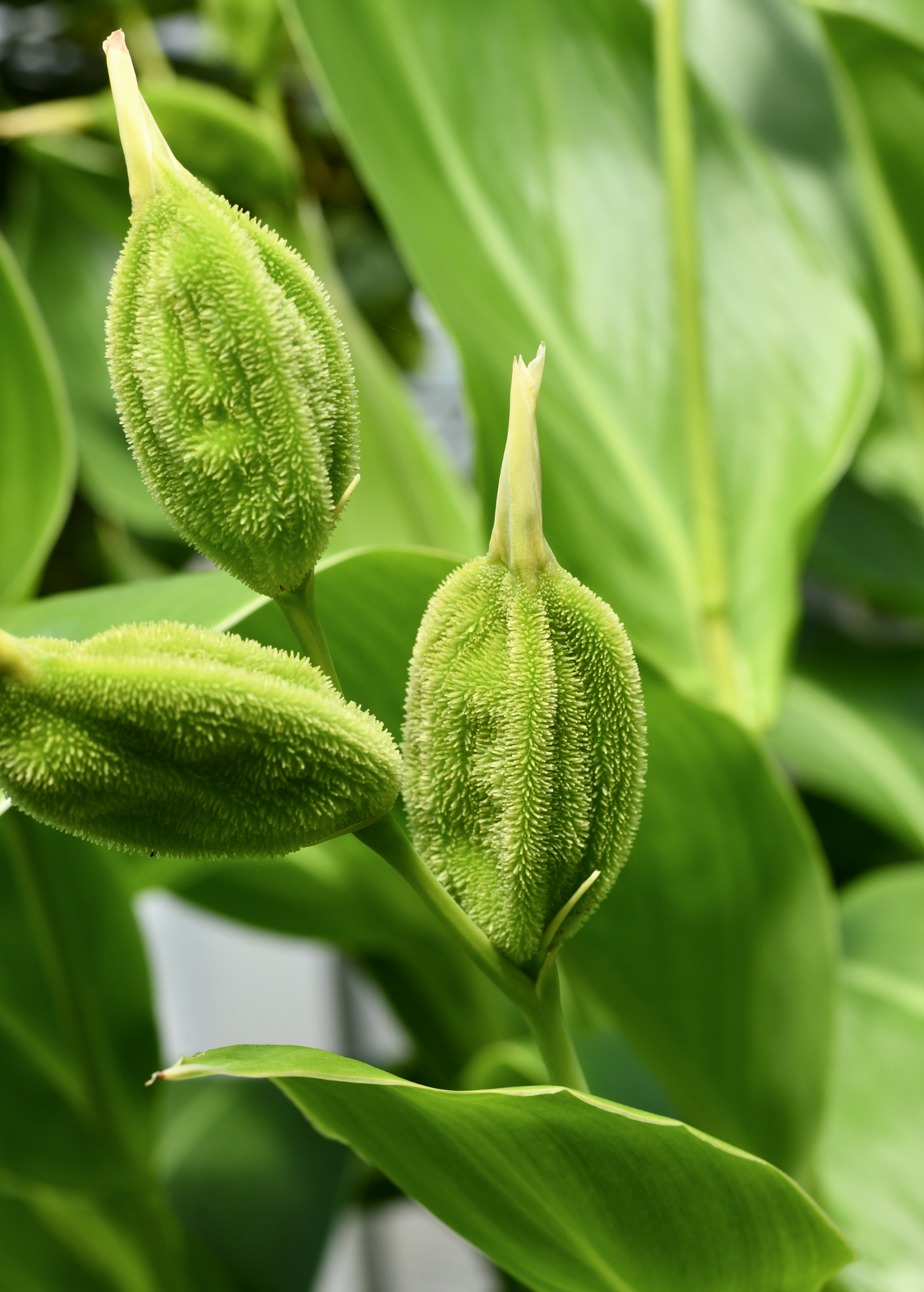 Golden Canna (Canna flaccida)