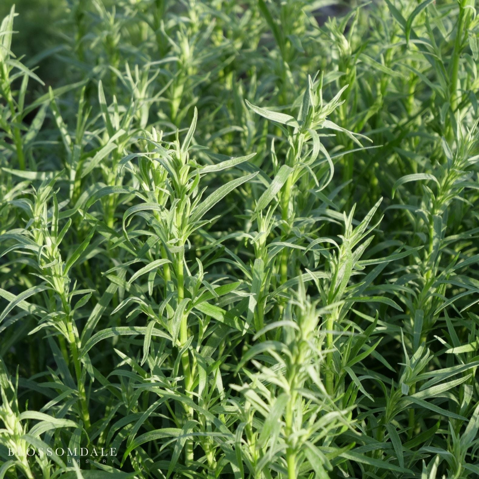 French Tarragon