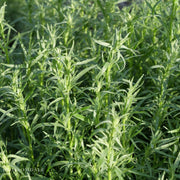 French Tarragon