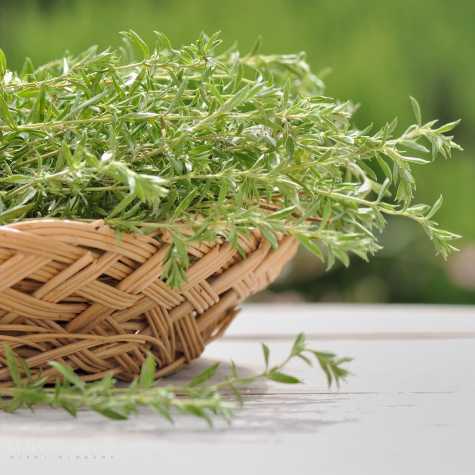 French Tarragon