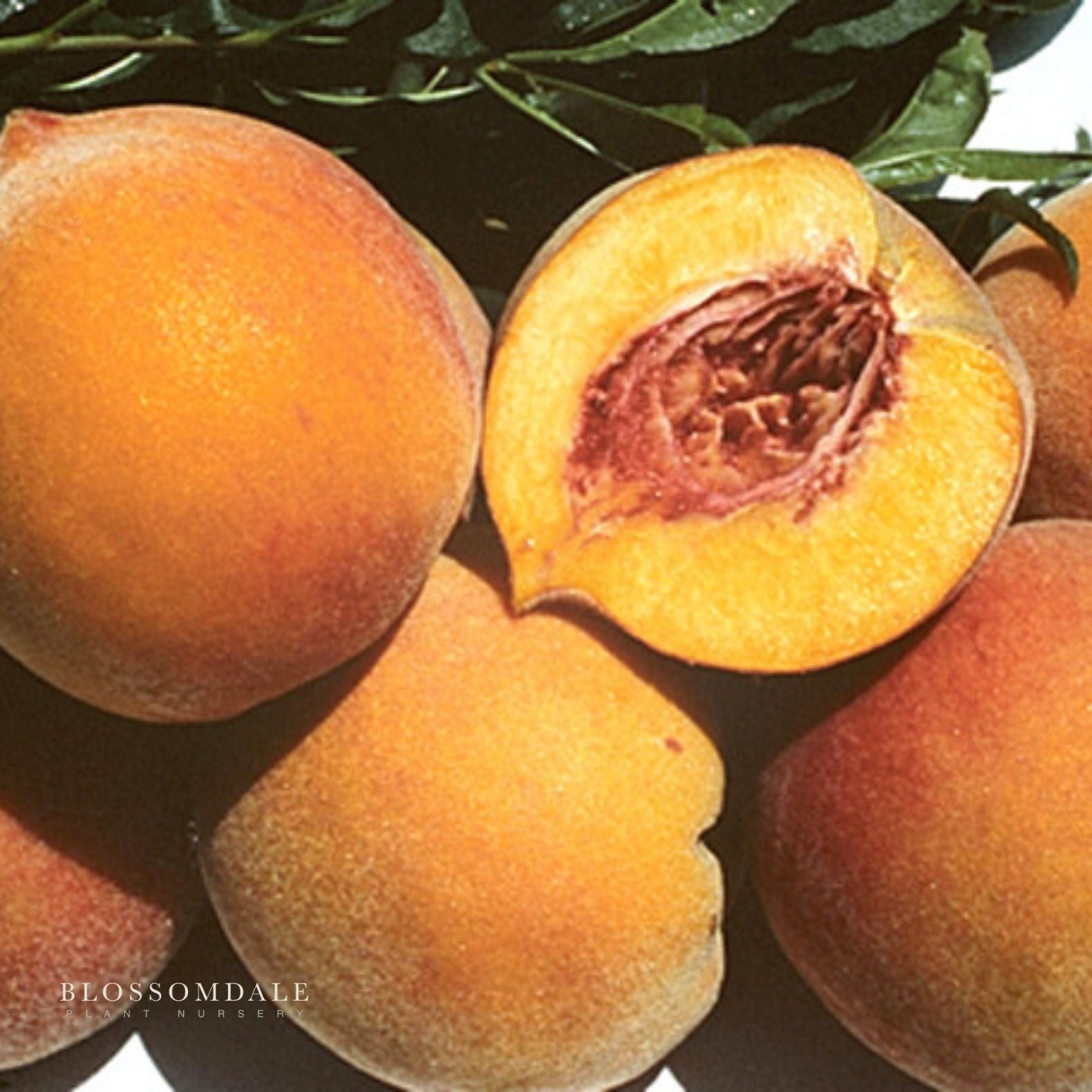 Semi Dwarf 4-in-1 Peach Tree (Gleason Early Elberta, Frost Redhaven, Veteran or Cresthaven)