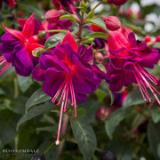 Fuchsia Windchimes 'Double Dark Eyes'