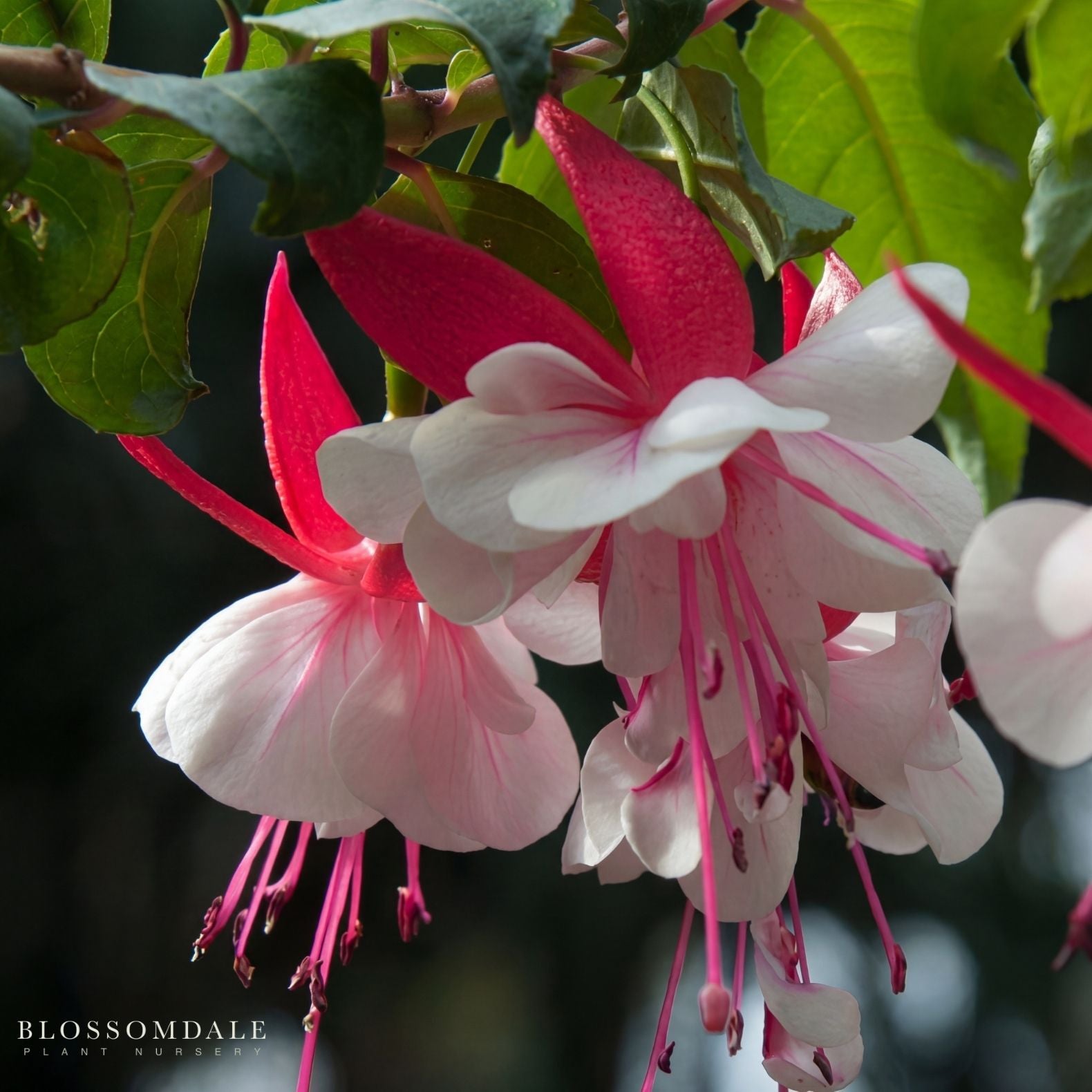 Fuchsia El Camino