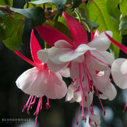 Fuchsia El Camino