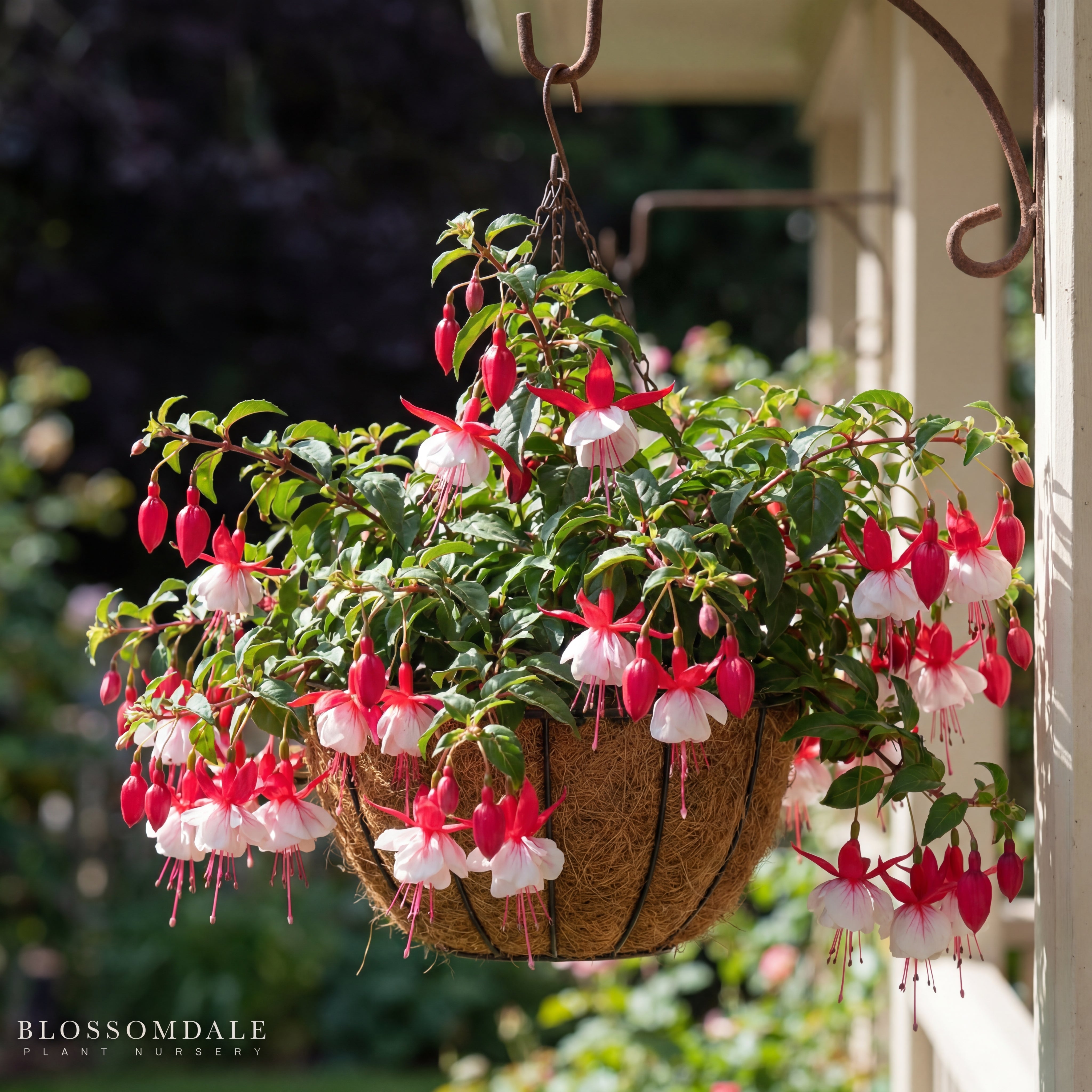 Fuchsia El Camino