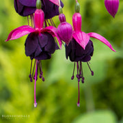 Fuchsia 'New Millennium'