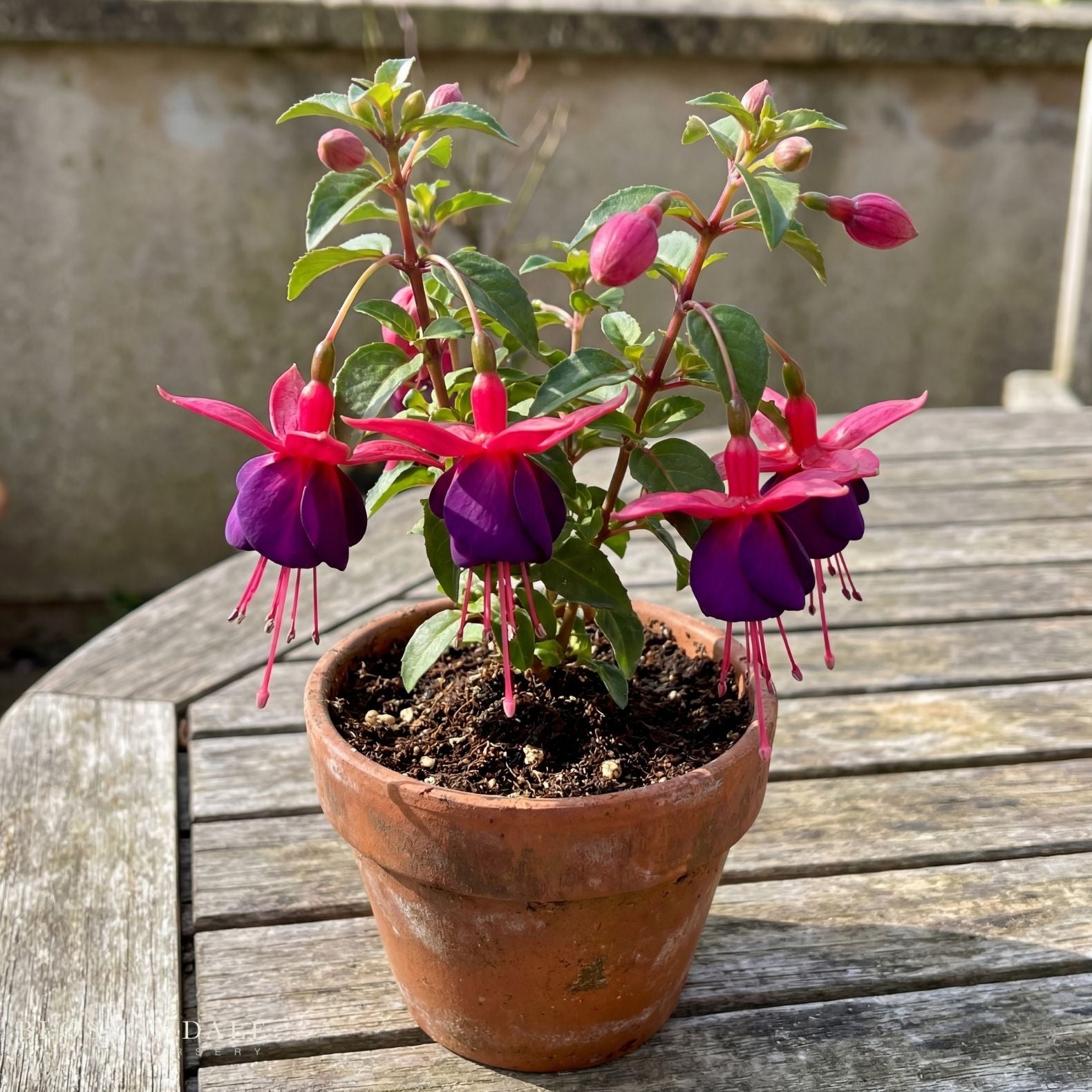 Fuchsia 'New Millennium'