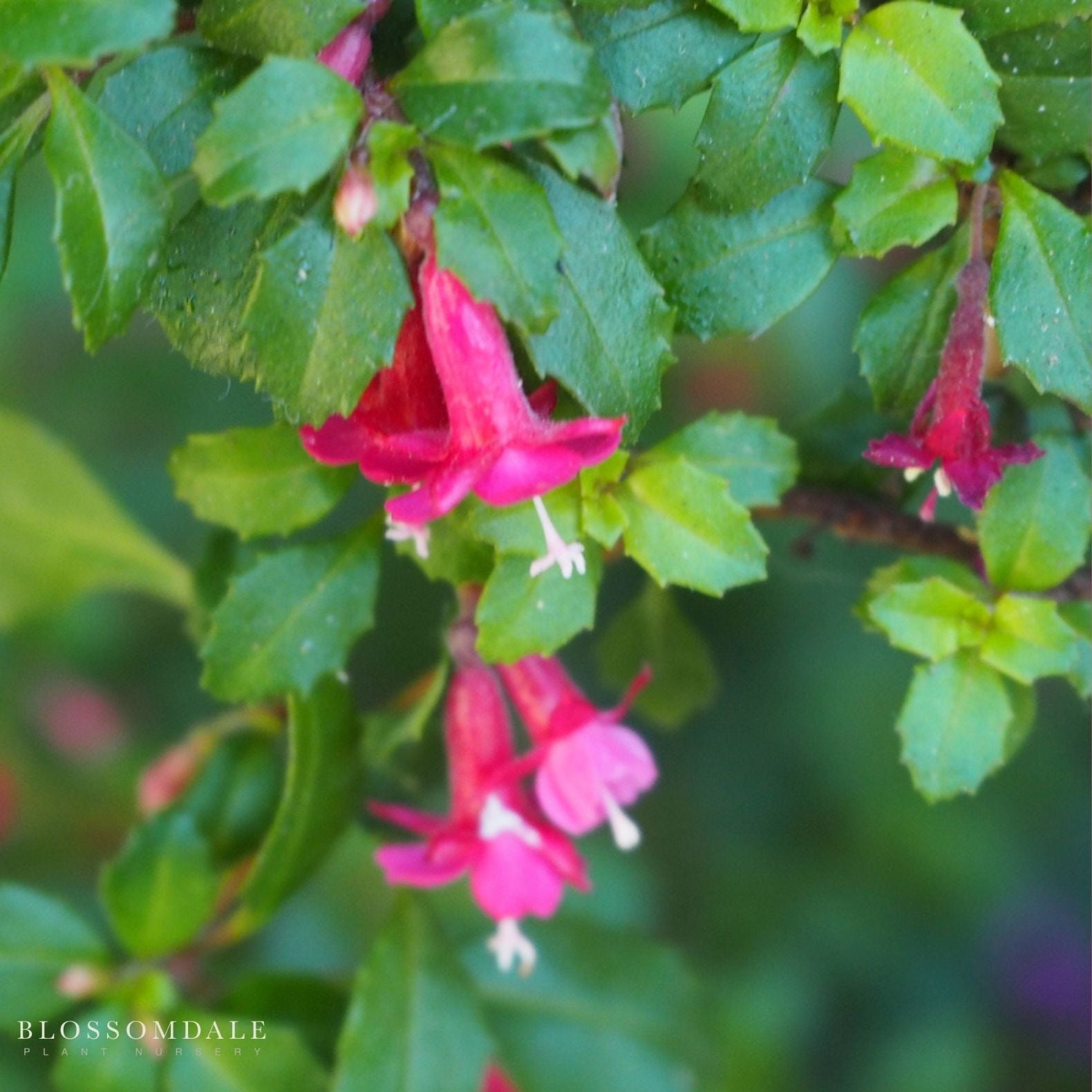 Fuchsia Thymifolia