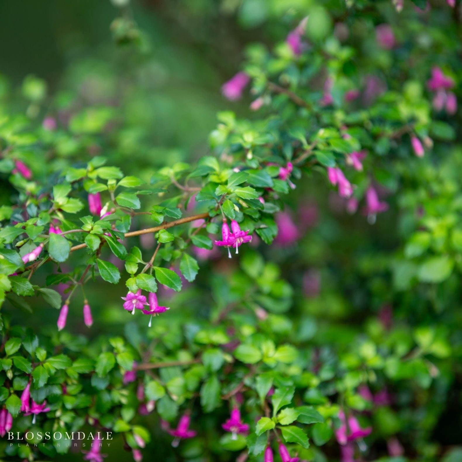 Fuchsia Thymifolia