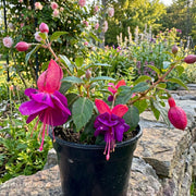 Fuchsia 'Aretes Upright Lago Grande'