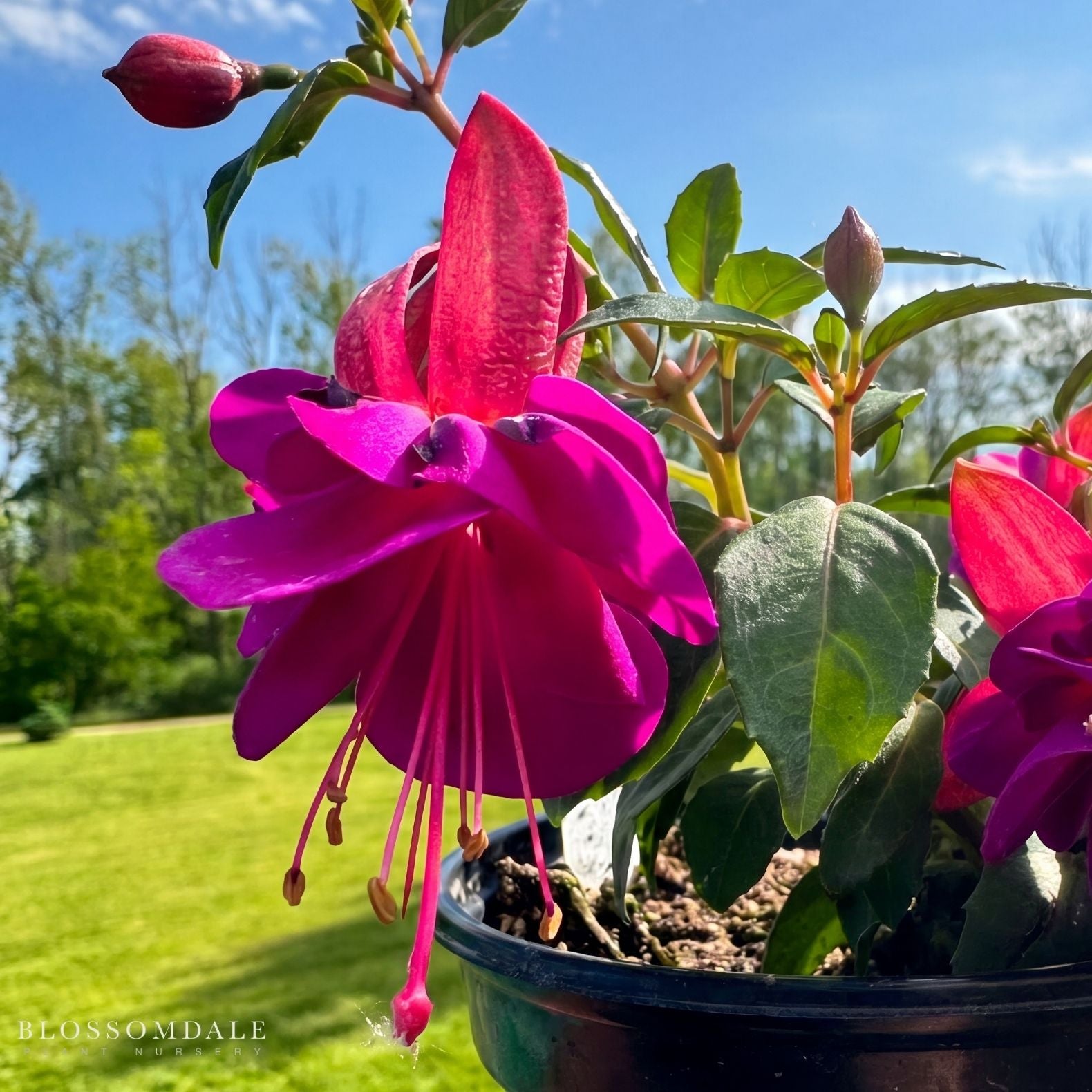 Fuchsia 'Aretes Upright Lago Grande'