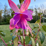 Fuchsia 'Aretes Upright Rio Grande'
