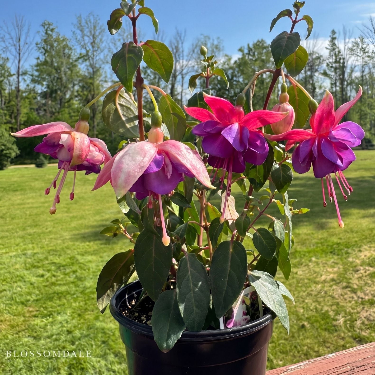 Fuchsia 'Aretes Upright Rio Grande'