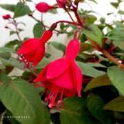 Fuchsia 'Marinka'
