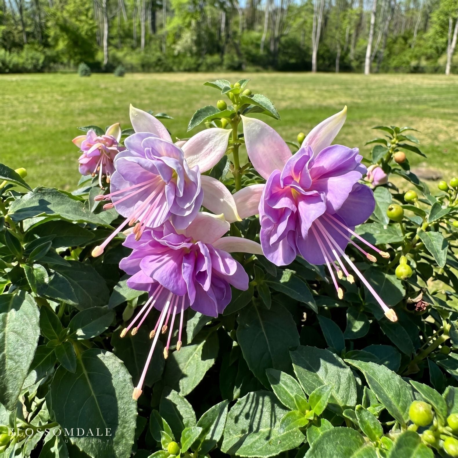 Fuchsia 'Stand Up Beatrice'