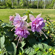 Fuchsia 'Stand Up Beatrice'