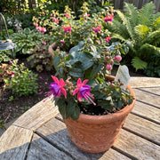 Fuchsia 'Stand Up Pink/Soft Lilac'