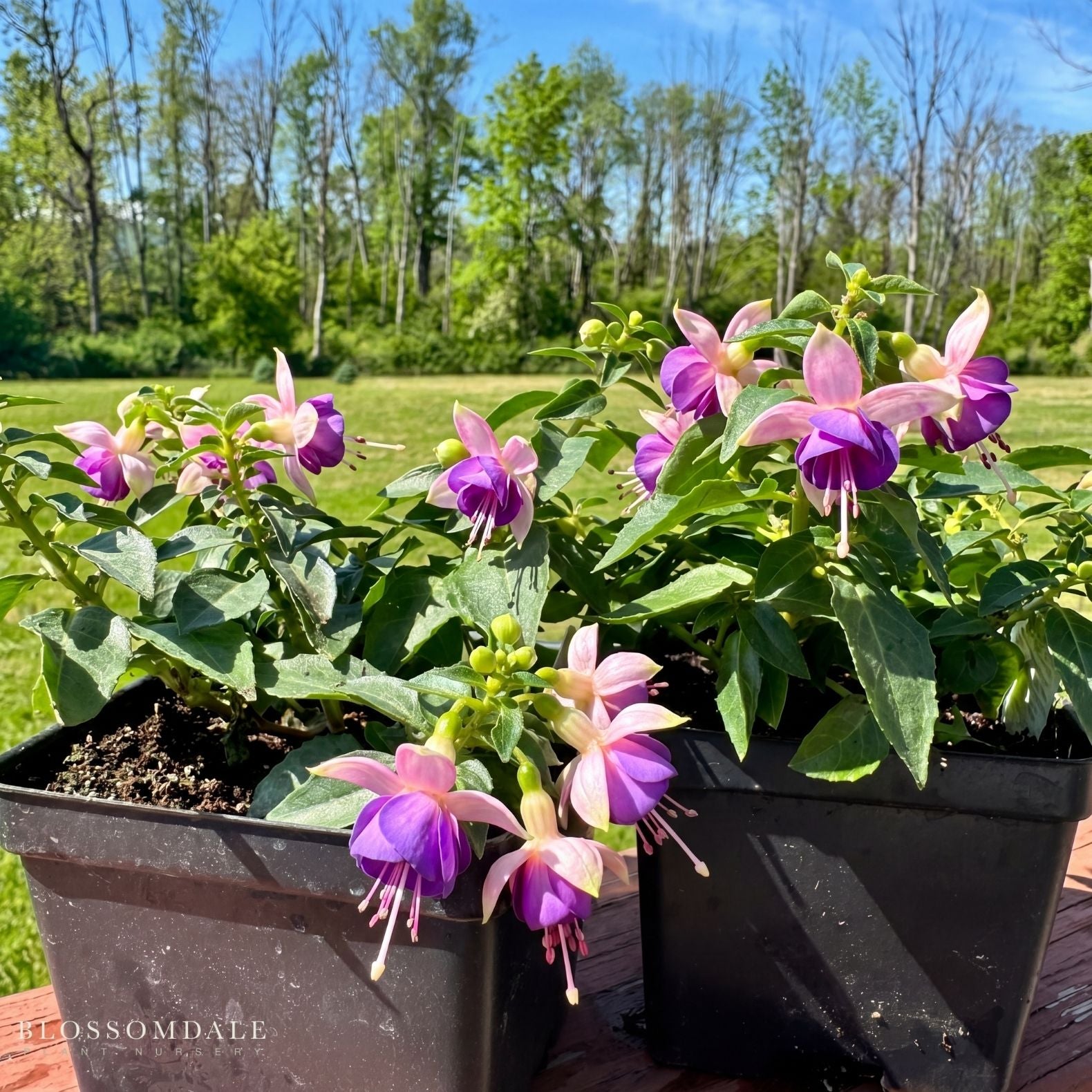 Fuchsia 'Stand Up Beatrice'