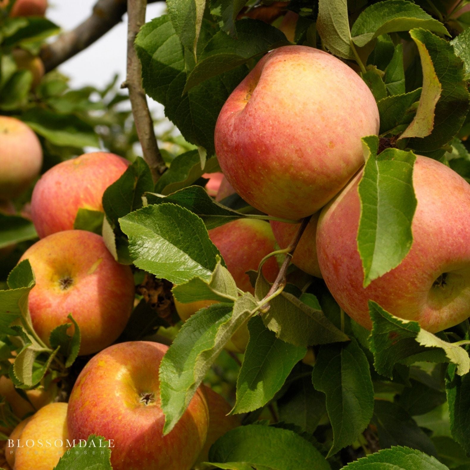 4-in-1 Espaliered Apple-Low Chill G-F-A-Dor-B-GS