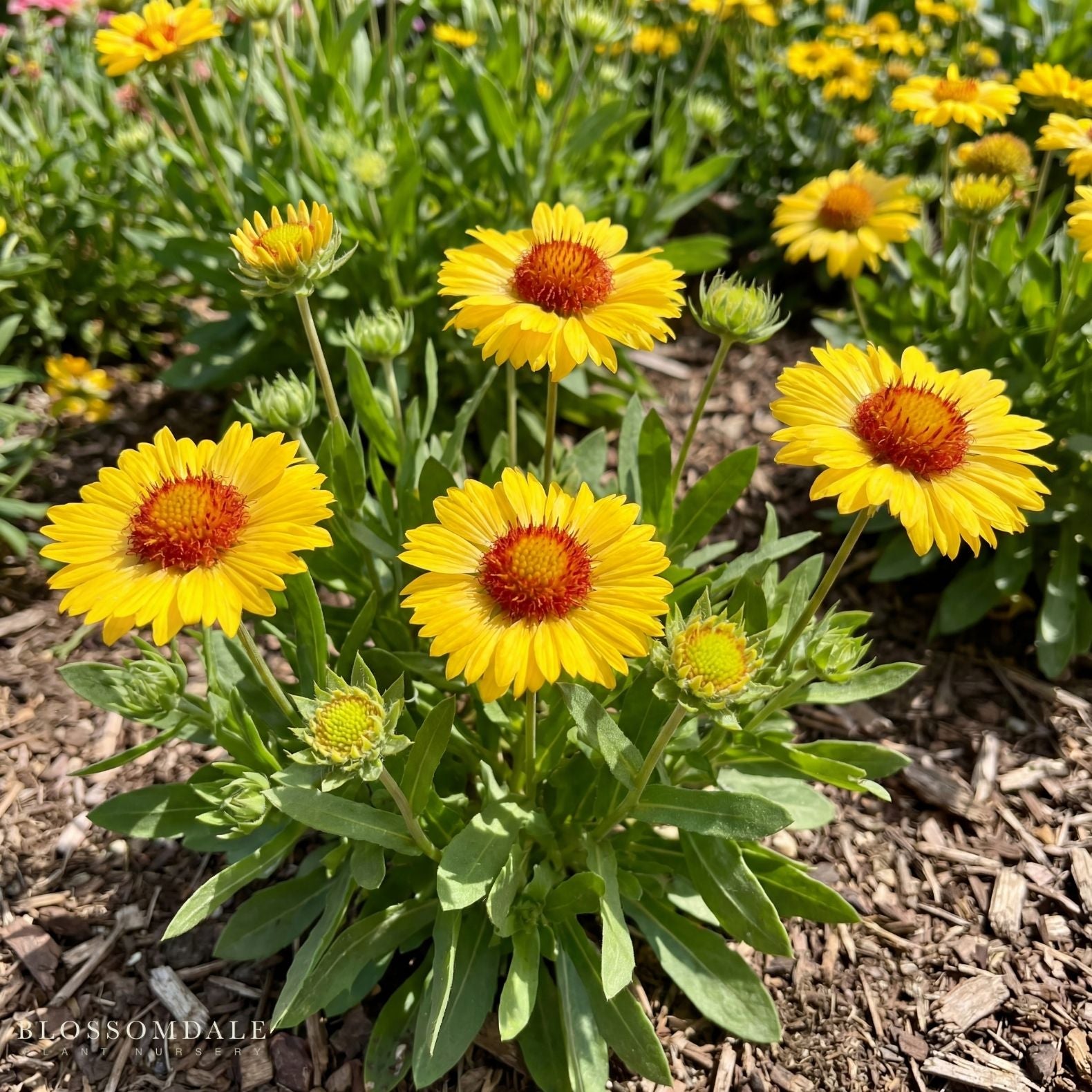 Gaillardia Sunrita Golden Yellow
